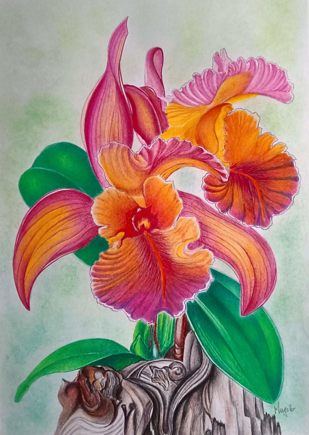 Orchidea su tronco di legno