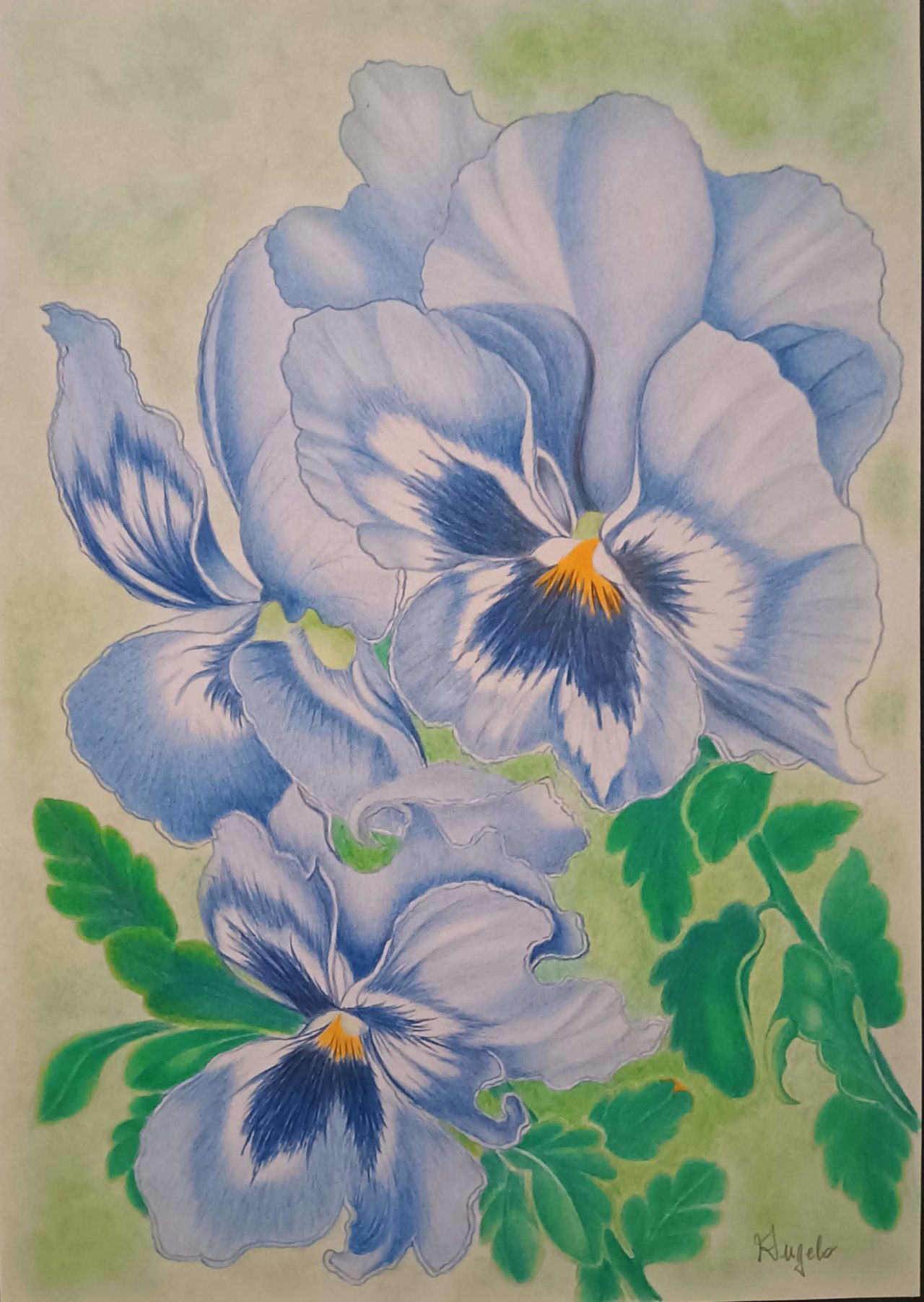 Viole del pensiero azzurre